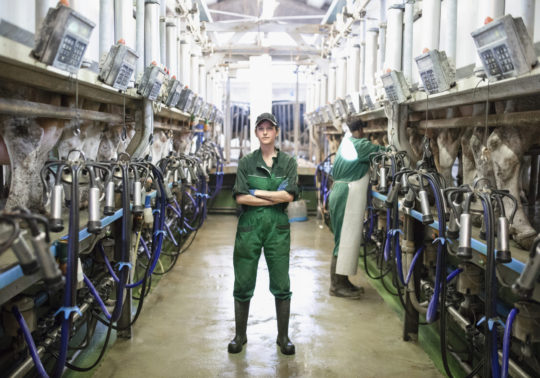 Frau im Kuhstall einer modernen Landwirtschaft